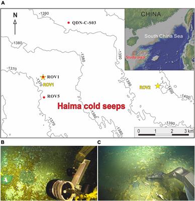 Production of Labile Protein-Like Dissolved Organic Carbon Associated With Anaerobic Methane Oxidization in the Haima Cold Seeps, South China Sea